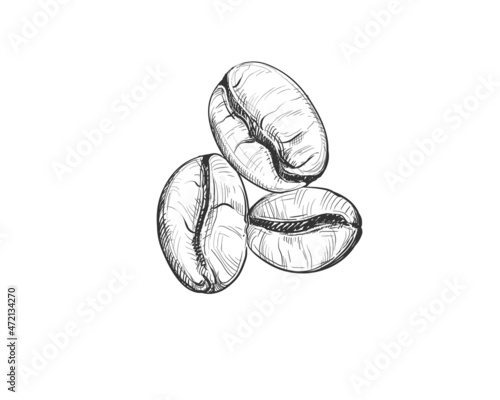 Hand drawn sketch black and white of coffee beans, seeds. Vector illustration. Elements in graphic style label, card, sticker, menu, package. Engraved style illustration.