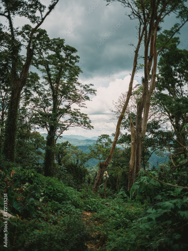 trees in the forest