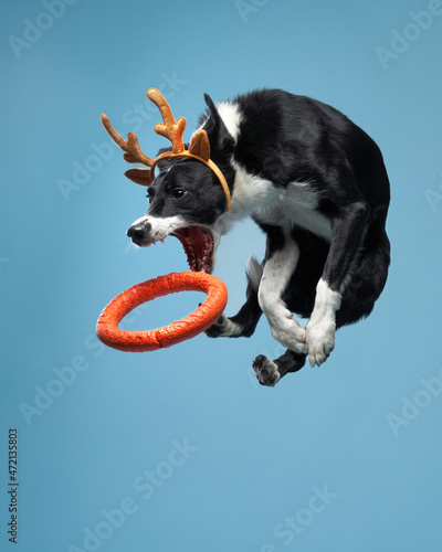 Fototapeta Naklejka Na Ścianę i Meble -  Funny active dog jumping in christmas deer antlers. Border Collie flying on blue background