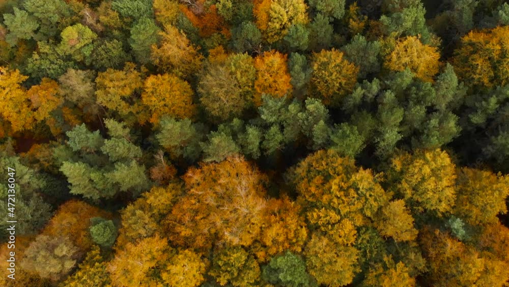 Aerial view of rail tracks running beside a forest with thick yellow autumnal vegetation on one side and green grass fields on the other side in Brandon norfolk also known as Thetford. Aerial view of rail tracks running beside a forest with thick yellow autumnal vegetation on one side and green grass fields on the other side in Brandon norfolk also known as Thetford.
