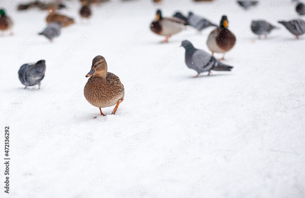 Winter portrait of a duck in a winter public park. Duck birds are standing or sitting in the snow. Migration of birds. Ducks and pigeons in the park are waiting for food from people. Winter portrait of a duck in a winter public park. Duck birds are standing or sitting in the snow. Migration of birds. Ducks and pigeons in the park are waiting for food from people.