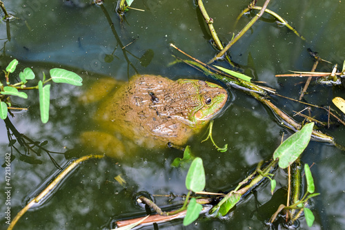 Big rice frog in a natural pond photo