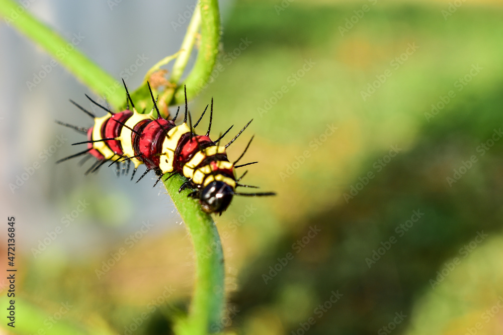 Fototapeta premium red yellow caterpillar crawling on vine blur green nature background