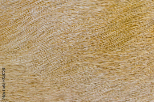 brown dog fur texture beautiful abstract fur background