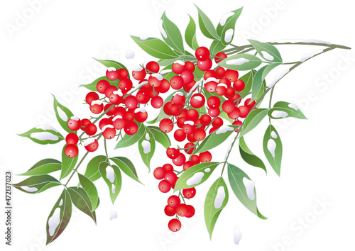 雪の降った赤い南天