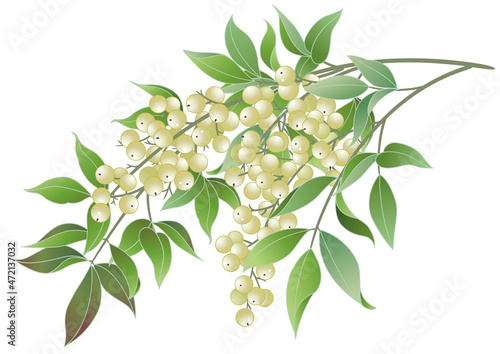 冬の風物詩　白南天