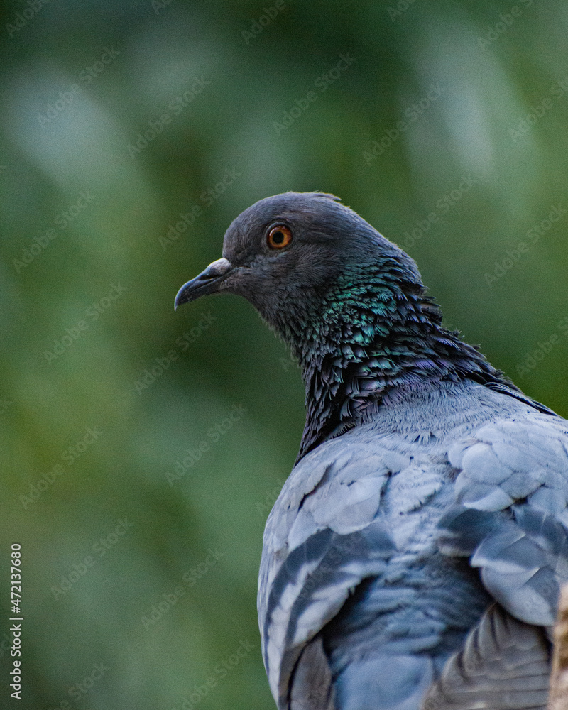 Fototapeta premium Close up of a common pigeon(Columba livia) 