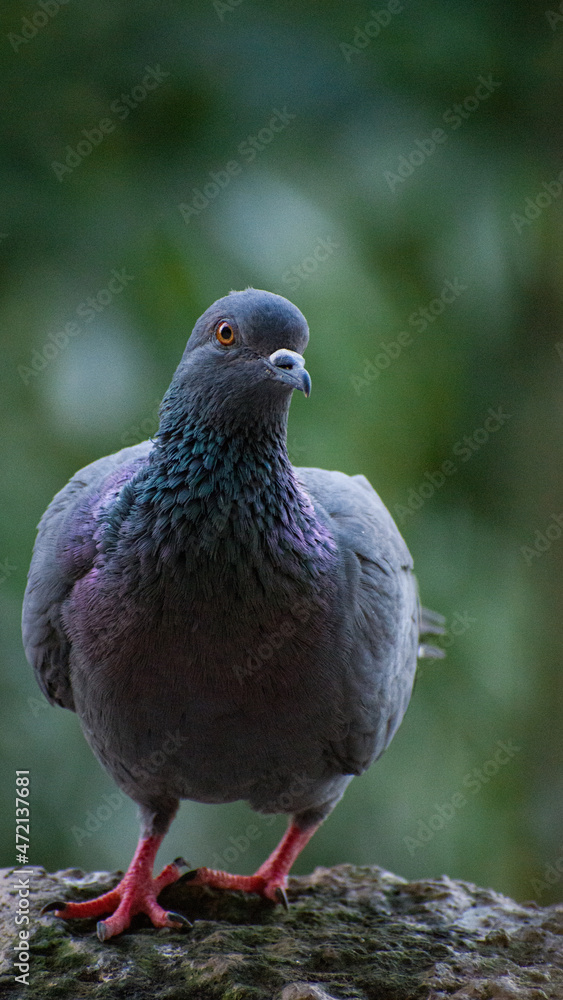 Obraz premium Close up of a common pigeon(Columba livia) 