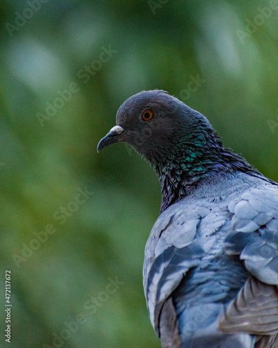  Close up of a common pigeon(Columba livia) 