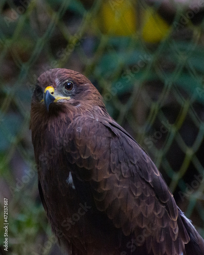 A close up piture of a black Indian kite (Milvus migrans)