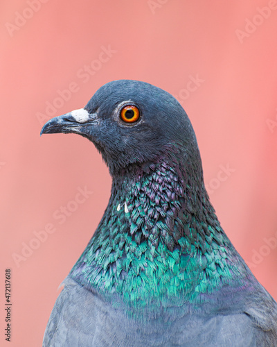  Close up of a common pigeon(Columba livia) 