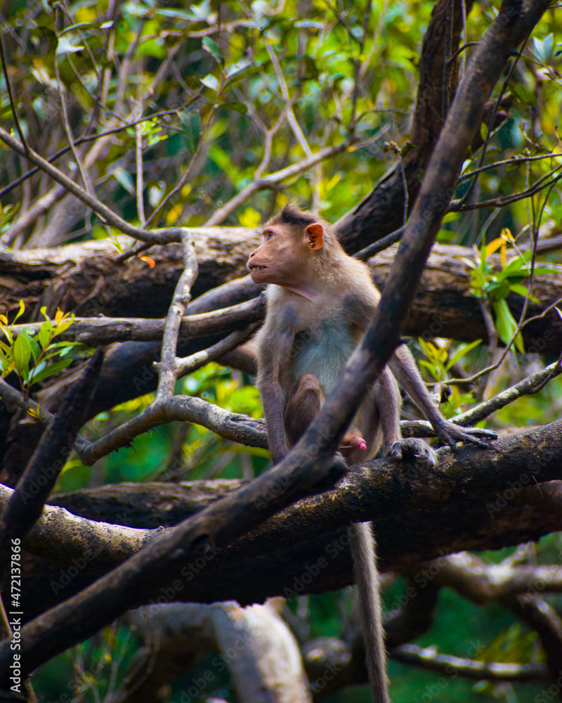 Close up picture of a monkey(Macaca Fascicularis) Close up picture of a monkey(Macaca Fascicularis)