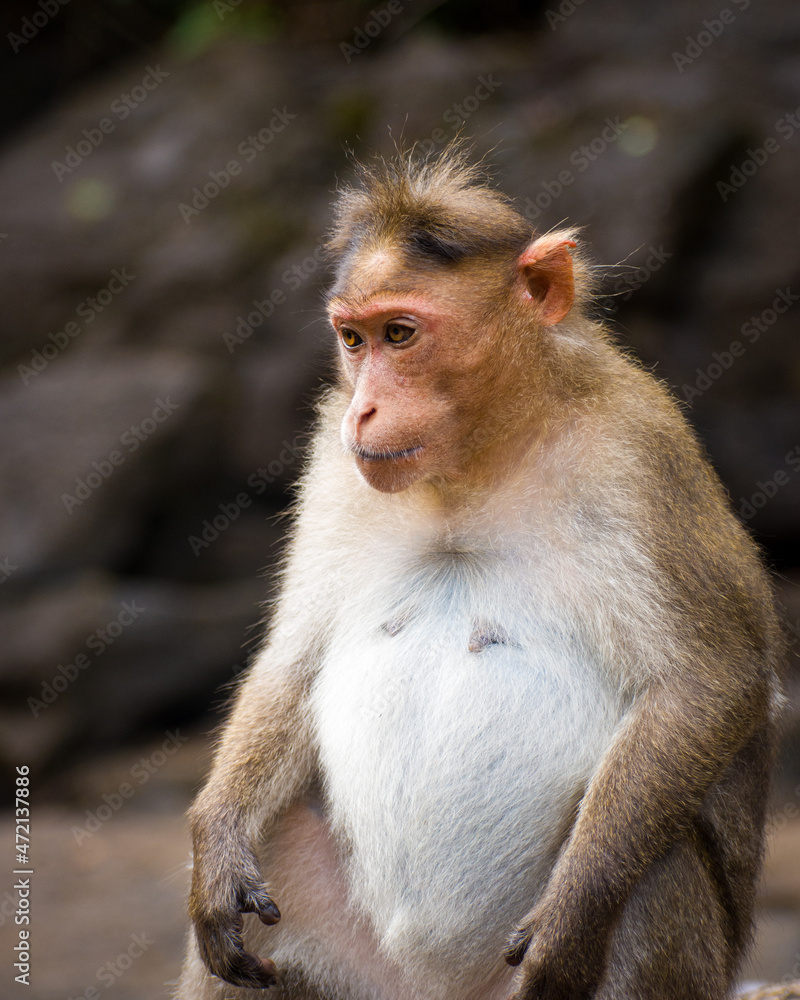 Close up picture of a monkey(Macaca Fascicularis) Close up picture of a monkey(Macaca Fascicularis)