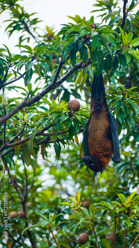 A picture of an Indian bat ( Myotis sodalis)hanging upside down in a Pouteria sapota tree
