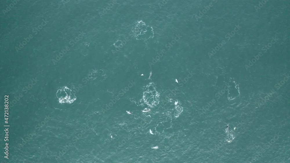 4k Drone top view shot of pod dolphins hunting fish food at Yamba, Australia. 4k Drone top view shot of pod dolphins hunting fish food at Yamba, Australia.