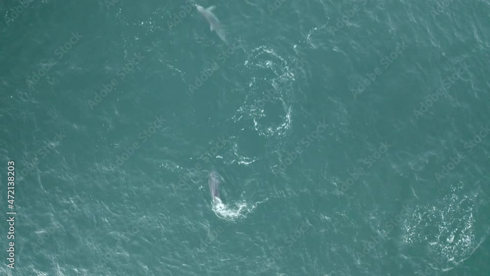 4k Drone top view of wildlife nature. Pod of dolphins playing in the blue ocean water at Yamba, Australia. 4k Drone top view of wildlife nature. Pod of dolphins playing in the blue ocean water at Yamba, Australia.