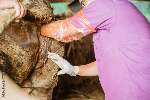 Farmer doing the procedure of artificial insemination of cow in the farm