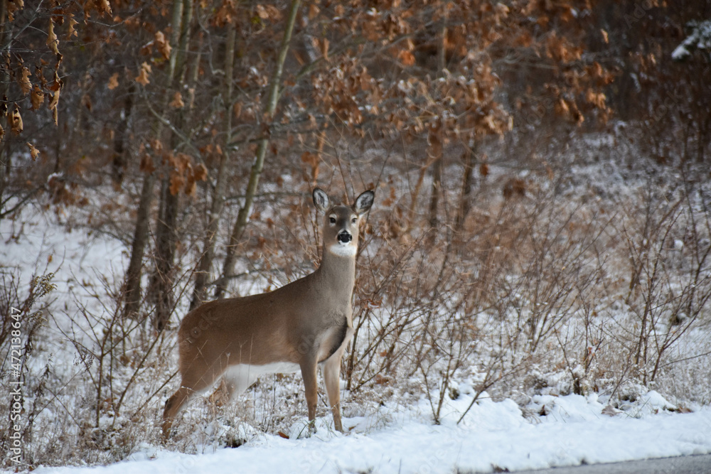 deer in winter forest deer in winter forest
