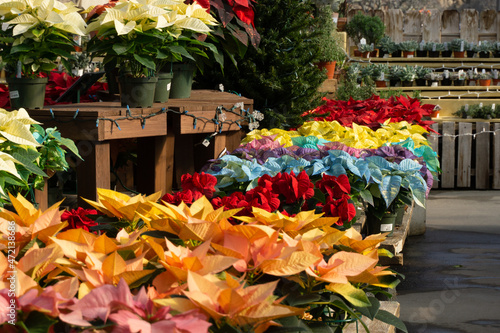 Colorful poinsettia in the greenhouse