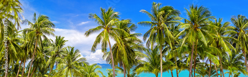 Palm trees panoramic view, beautiful tropical island beach panorama, green coconut palms leaves, turquoise sea water, ocean coast landscape, sun blue sky white cloud, summer holidays, vacation, travel