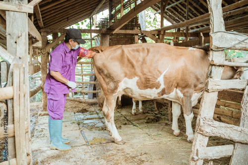 Farmer doing the procedure of artificial insemination of cow in the farm