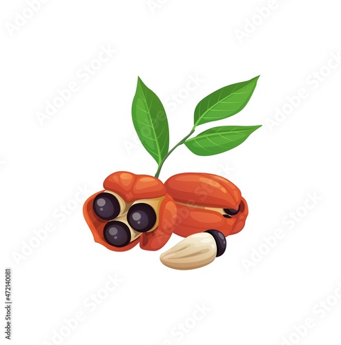 Ackee exotic tropical fruit with leaf isolated. Vector achee, ackee apple highly poisonous fruit, edible if prepared properly. Ackee wine ingredient, ankye ayee Blighia sapida, Sapindaceae soapberry