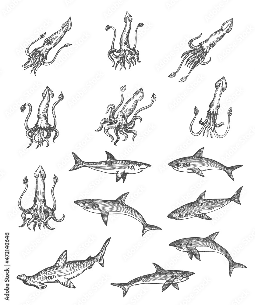Squids, sharks and hammerhead shark animal vector sketches, ancient map design elements. Vintage hand drawn deep sea monsters with engraved tentacles, tails and fins, isolated underwater predators