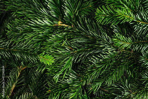 Green pine branches for christmas decoration. Background and texture. Shot from above. © maxandrew