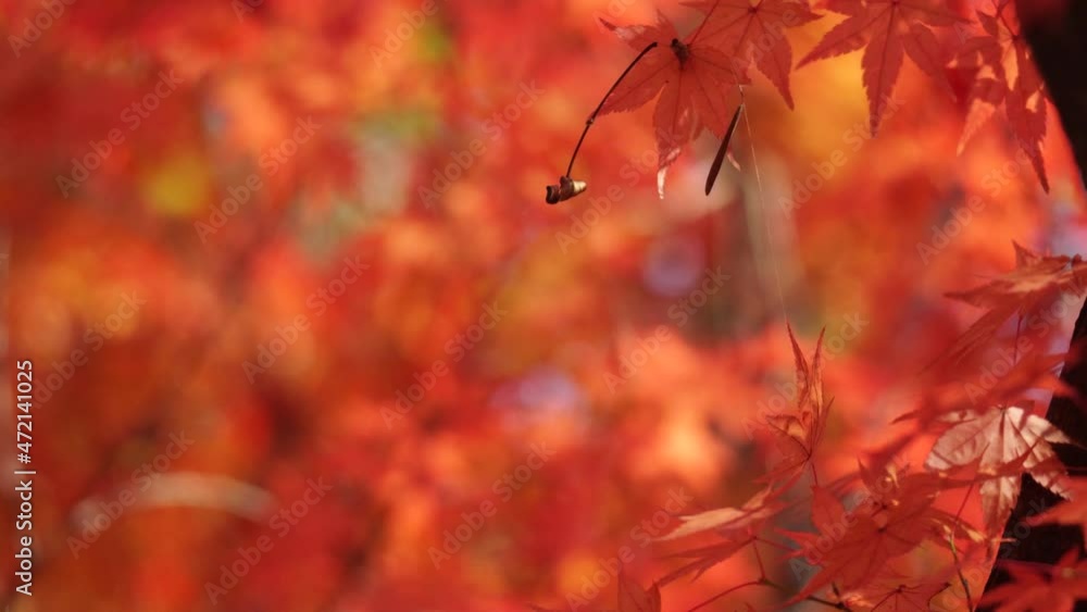 Red And Orange Maple tree leaves closeup in Autumn forest, shallow depth of field