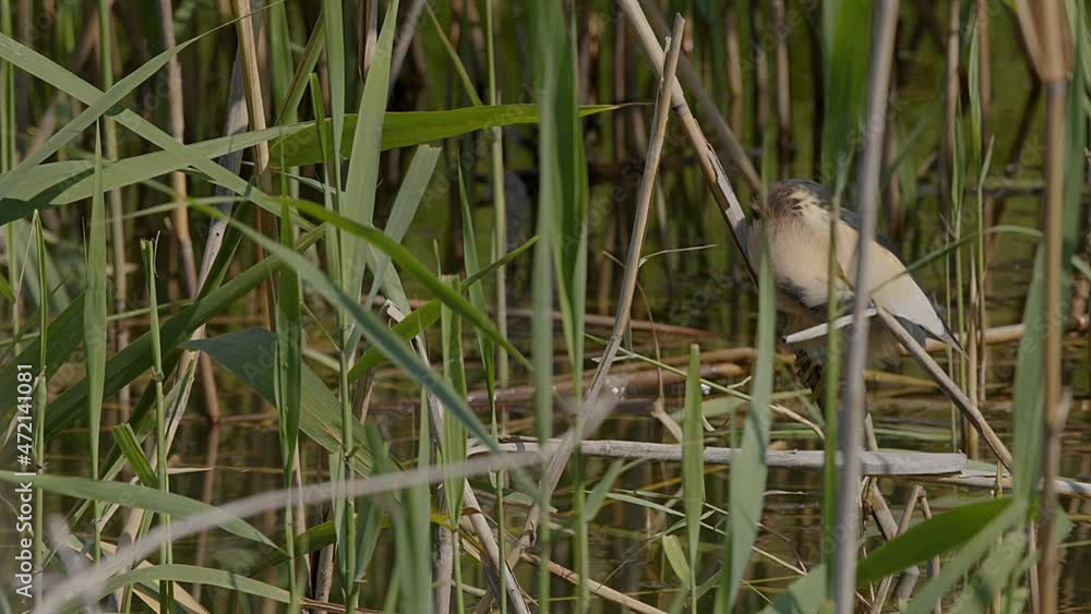 A Little Bittern (Ixobrychus minutus) stalking over the reeds in a reed bed at the edge of a canal stops to preen and clean his feathers, at the Lake Kerkini wetland in Northern Greece. A Little Bittern (Ixobrychus minutus) stalking over the reeds in a reed bed at the edge of a canal stops to preen and clean his feathers, at the Lake Kerkini wetland in Northern Greece.