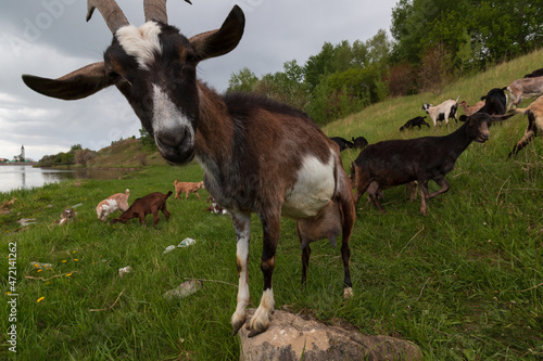 a goat stood on a stone and looks at the camera in the close-up, on a meadow near the river in summer