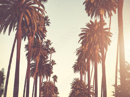 Alley of California Palms
