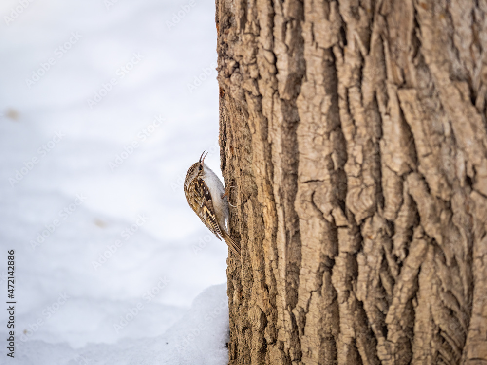 Little bird Eurasian treecreeper crawling on a tree in winter. Nature background. Bird: Short toed Treecreeper. Certhia brachydactyla. Little bird Eurasian treecreeper crawling on a tree in winter. Nature background. Bird: Short toed Treecreeper. Certhia brachydactyla.