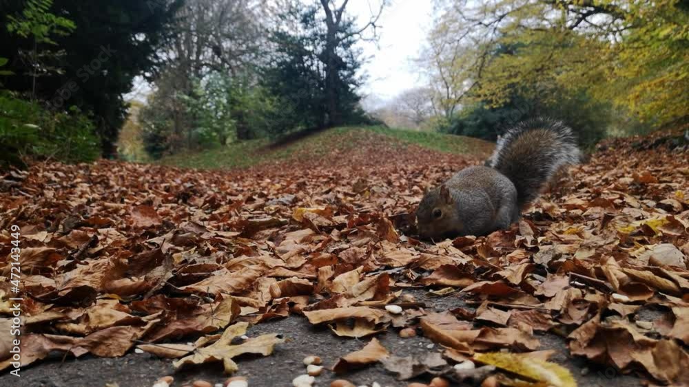Friendly squirrels foraging for peanuts between red autumn leaves on park pathway Friendly squirrels foraging for peanuts between red autumn leaves on park pathway