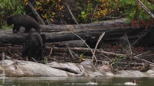 Mother grizzly bear with two cute cubs climbing and exploring Atnarko river shore photo