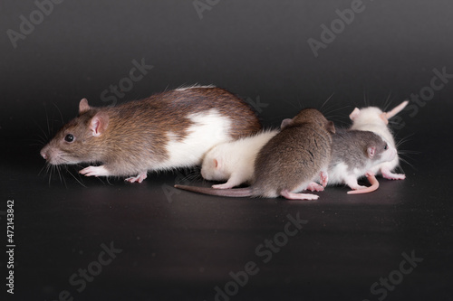 rat mother and her little babies