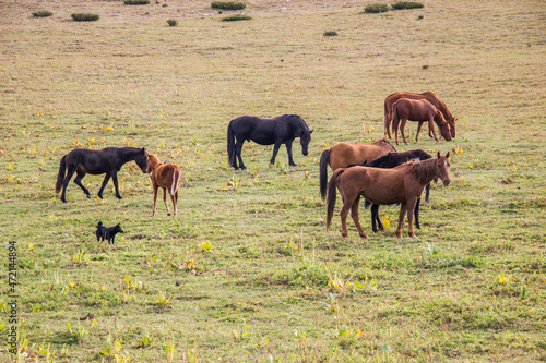 Wallpaper Mural Beautiful brown horses grazing on the green meadow in highlands on sunny Summer day. Torontodigital.ca