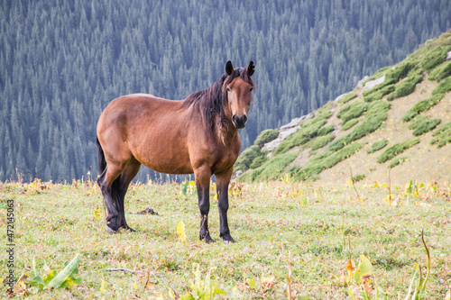 Gorgeous brown horse grazing in green meadow in highlands of Kazakhstan