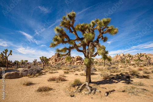 Joshua Tree National Park, Mojave Desert, California photo