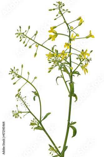 Flowering cabbage  yellow flowers of cabbage  isolated on white background