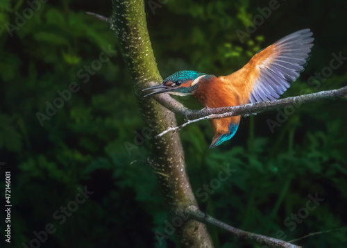 Common kingfisher ,Alcedo atthis