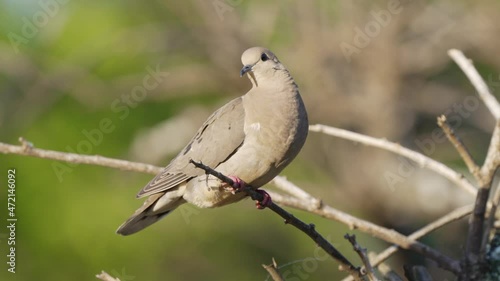 A female eared dove, zenaida auriculata with a long, wedge-shaped tail perched on branch, curiously observing the surroundings and fly away against green bokeh background, static close up shot. photo