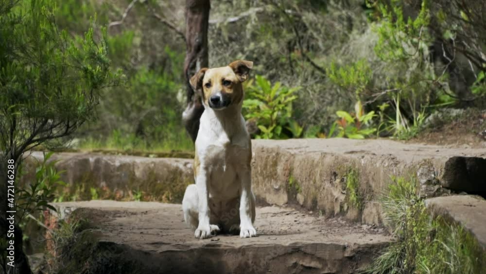 Small stray dog sits and looks attentively towards camera, slow motion Small stray dog sits and looks attentively towards camera, slow motion