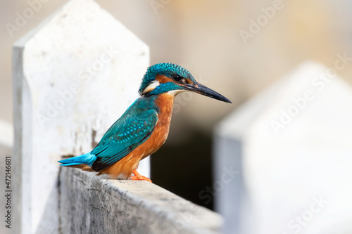 kingfisher on a fence,Common kingfisher ,Alcedo atthis