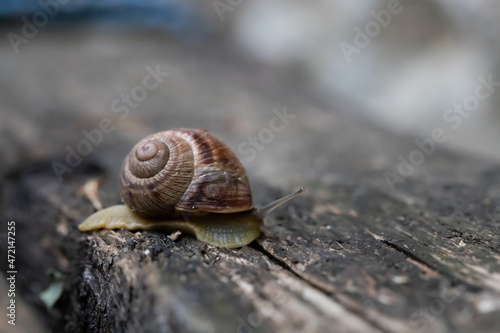 A snail crawls on a wooden dark table. Top view.