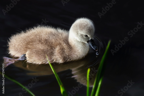 Mute Swan Cygnet