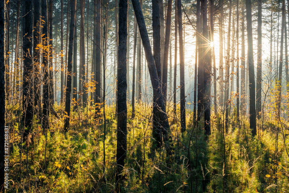 sunset in the forest sunset in the forest