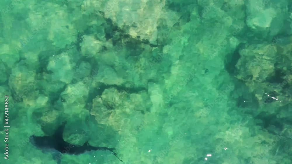 Drone video of bull shark swimming in shallow water near the beach in the sea of cortez at Cabo Pulmo National Park in Baja California Sur, Mexico Drone video of bull shark swimming in shallow water near the beach in the sea of cortez at Cabo Pulmo National Park in Baja California Sur, Mexico
