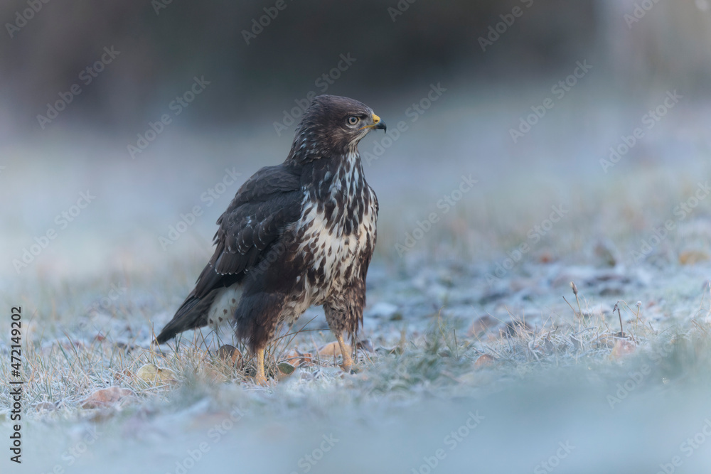 Common Buzzard Buteo buteo on frosty ground in close view Common Buzzard Buteo buteo on frosty ground in close view
