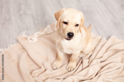 Cute Labrador puppy sits on the floor under the blanket of the house. Pet. Dog.